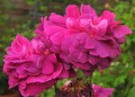 IMG_1272.JPG