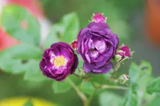 Baby Faurax Zwergr. Lille 1924.webp