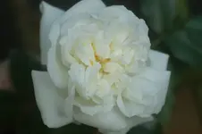 Alberic Barbier Kletterr.Barbier 1900.webp