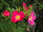 IMG_1392.JPG
