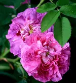 26232140_1456098851179231_1121420301972704997_o (2).webp