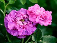 26232497_1456098501179266_193699218945356758_o (2).webp