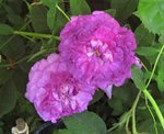 IMG_0639.JPG