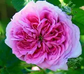 36187897_1630206430435138_9159138941222256640_o (2).webp