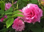 IMG_1117.JPG