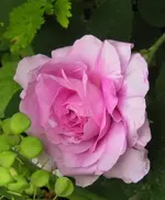 IMG_0601.JPG
