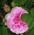 IMG_0602.JPG