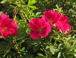 IMG_1128.JPG