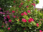 IMG_1134.JPG