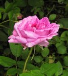 IMG_0854.JPG