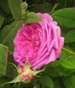 IMG_0943.JPG