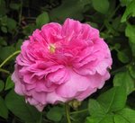 IMG_0944.JPG