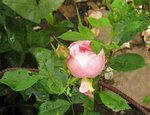 IMG_1001.JPG