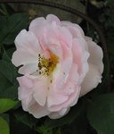 IMG_1100 (2).JPG