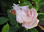 IMG_1183.JPG