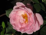 IMG_1594.JPG