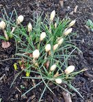 Krokus (2).jpg