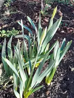 Osterglocken (2).webp