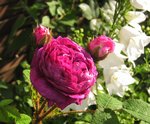 IMG_1106.JPG