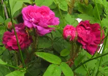 IMG_0946.JPG