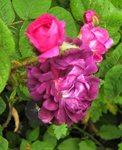 IMG_0948.JPG