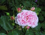 IMG_0702.JPG