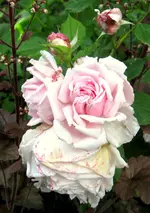 IMG_2878-002 (2).webp