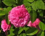 IMG_0041.JPG