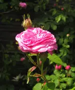 IMG_0045.JPG
