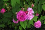 IMG_0123.JPG
