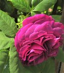 IMG_0077 (2).JPG