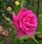 IMG_1084.JPG