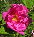 IMG_1461.JPG