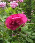 IMG_1083.JPG
