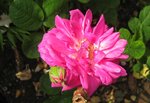 IMG_0986.JPG