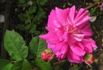 IMG_0985.JPG
