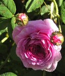 IMG_1220.JPG