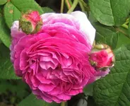 IMG_1287.JPG