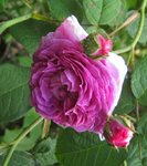 IMG_1356.JPG