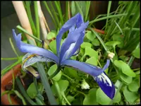c029.webp