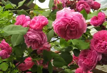 IMG_0300 (2).webp