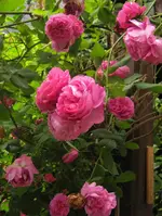 IMG_0297 (2).webp