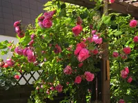 IMG_0220.JPG