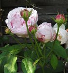 IMG_0676.JPG