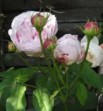 IMG_0676.webp