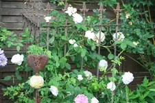 IMG_4703.webp