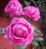 26220498_1459143070874809_8237068042117100953_o (2).webp