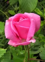 IMG_0395 (2).webp