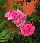 IMG_1643.JPG