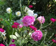 IMG_1563 (2).webp